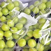 [명절특선] [농협] 한아름드린 샤인머스캣 선물세트 2kg/4kg(2품목)