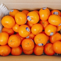 [오커최고] 수입 만다린 1kg 2kg