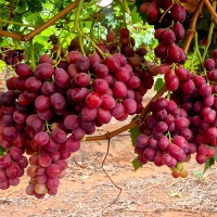 (제)체리크러쉬 &  파이어크런치