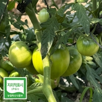 [보름데이] 높은당도 프리미엄 대저 토마토(푸)