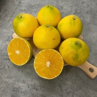 [신한카드 할인] [제주직송] 과즙이 풍부한 황금향