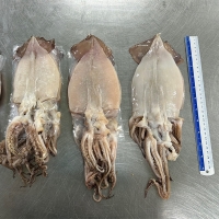 [만원의 행복] 청정지역 구룡포 반건조 오징어(푸)