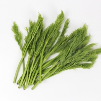 26년산 서산농부의 여름두릅 500g / 1kg / 2kg 당일수확 가시없는두릅 새순