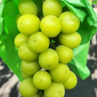 [과일예찬] 탐나는 김천 샤인머스캣세트 1.5kg(특2-3수)