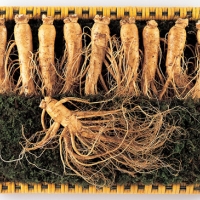  [名品] 금산인삼 선물용 포장 수삼세트(1000g)(24~28뿌리)