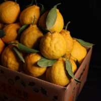 [오커브팜] 제주 한라봉 봉봉 한라봉 일반포장