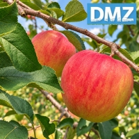[첫출하/DMZ 철원사과] 고당도 철원사과 아리수/홍로 [3kg-5kg]