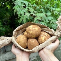 감자  (수미 or 두백)  