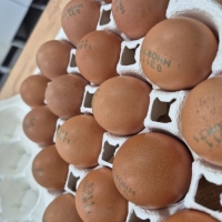 달걀 20구 (유정란 난각번호1번)