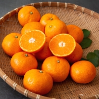 [주말특가] 고당도 타이벡  감귤(푸)