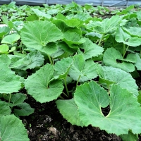 [오커브팜] 봄나물 거창 머위 하우스 머위 1kg 2kg