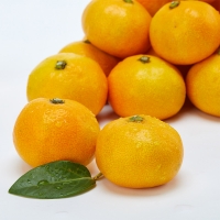 [부엌애] 제주  당일선별 하우스 타이벡농법 감귤 로얄과(S-M) 3kg