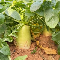 [만원의 행복] [채소브팜] 햇 무 달큰한 무우 무시 못난이 무 미니무 정품무 5kg 10kg 비세척 흙무