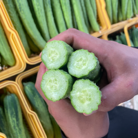 충북의 햇살을담은 백다다기 오이