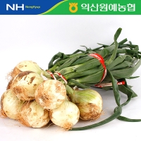 [농협] 26년수확 만생종 햇 잎양파 1단 (4kg내외/줄기포함중량)