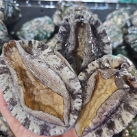 [보름데이] 자연이 선사하는 풍부한 영양  완도산 활 전복