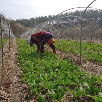 [보름데이] 활용도 높은  잎명이나물