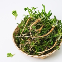  [농협] 한아름드린 제철미각 냉이 1kg/2kg