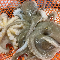 서해바다가 주는 자연산 활 쭈꾸미(푸)