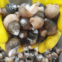 자연산 흑골뱅이 1kg  (기본, 대 ) 자숙