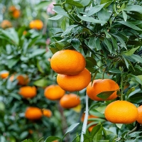 제주 서귀포 가정용 선물용 레드향 1.5kg 2kg 레드향선물세트