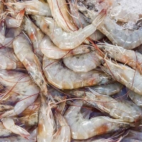 [제철수산물]흰다리새우(최)