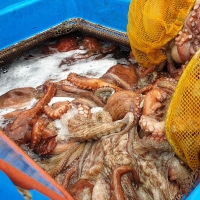 [고흥_생생 활문어] 자연산 돌문어 1kg