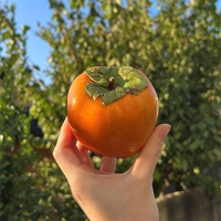 [신한카드 할인]  제철을 맞은 햇  대봉감(푸)