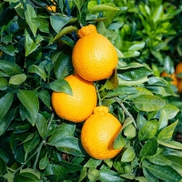 제주 서귀포 가정용 선물용 한라봉 1.5kg 2kg 한라봉선물세트