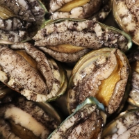 [오커늘푸] 완도 활전복 1kg 큰 사이즈