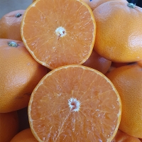 [보름데이] 프리미엄 고당도 천혜향(푸)