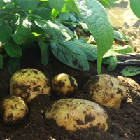 [오커브팜] 25햇 감자가 왔드래요 2kg 3kg 5kg 10kg 중 상 특