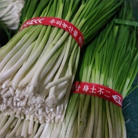 익을수록 더 맛있는 파김치(푸)