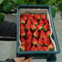 [산지직송] GAP_담양 설향딸기/홍희딸기 [350g/500g]