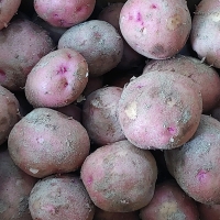 [뜰안애] 보석 제철미각 홍감자 3kg/5kg/10kg(중대혼합/개당60-100g)