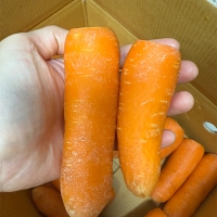 황금빛 보물  제주 구좌 세척 당근