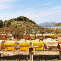 [국내산] 청년  농부가  만든  천연벌꿀  100% (야생회)  1kg /2.4kg