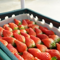 [산지직송] GAP_담양 설향딸기/홍희딸기 [350g/500g]