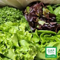 [농협] 한아름드린 GAP인증 유러피안 샐러드 1kg(박스)/당일 수확/선별/출고