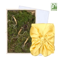 [더진한팜] 기운내삼 5년근 산양산삼 3뿌리