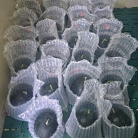 고당도 국내산 흑수박