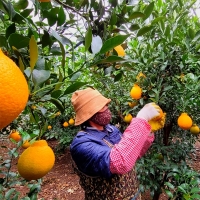 [오커마니] 제주 한라봉 봉봉 한라봉 2kg 3kg 5kg