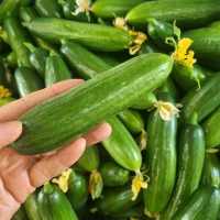  [주말특가] 수분이 가득한 미니오이