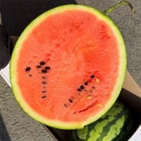 하우스 수박(푸)