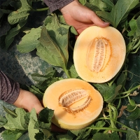 ★특가★ 달콤하고 아삭한 그린&골드 하미과 메론(푸)