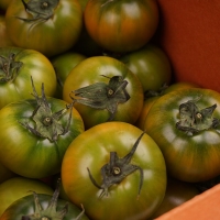 단짠단짠 씹는 식감이 좋은 대저토마토 1kg 외 7종