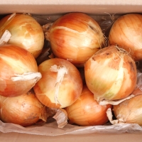 [만원의 행복] 품질보장 국내산창녕 고령 햇양파 중 대 특 3kg 5kg 10kg