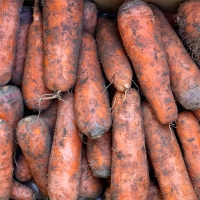 [주말특가] 제주도 최상급 구좌당근(푸)
