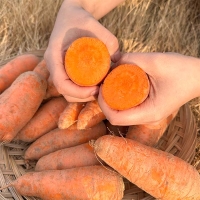 [신한카드 할인] 국내산 흙당근