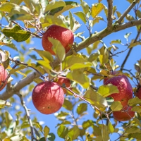 [과일예찬] 못생겨도 맛좋은 가정용 사과 5kg(15-25내)